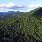 SOS Mata Atlântica promove debate com candidatas ao Senado por São Paulo