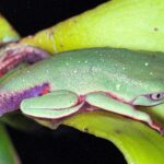 Vírus letal reduz em 83% população de pererecas em reserva da Mata Atlântica