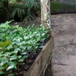 A restauração na Amazônia começa a sair da meta e entrar na propriedade