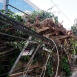 Áreas naturais podem reduzir impactos de eventos climáticos nas cidades
