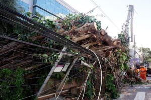 Áreas naturais podem reduzir impactos de eventos climáticos nas cidades