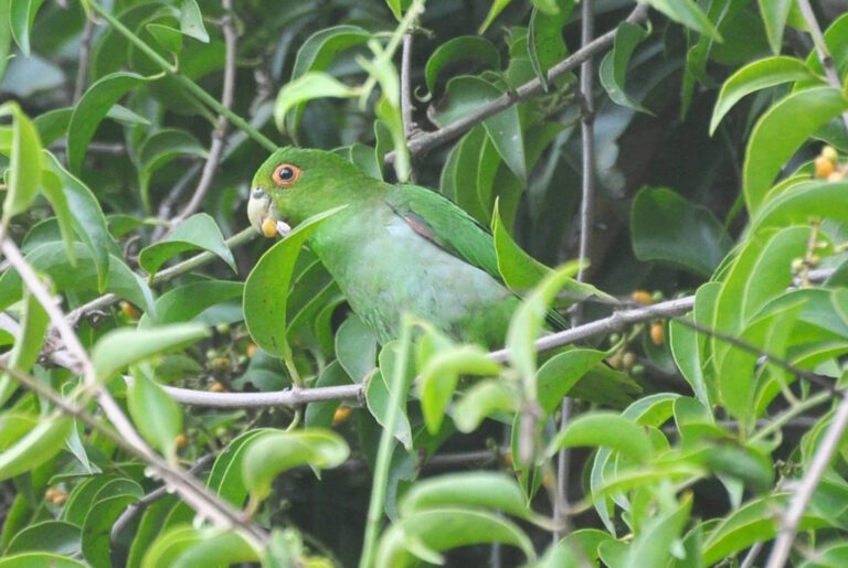 Ave rara da Mata Atlântica é fotografada pela primeira vez em Ilhabela