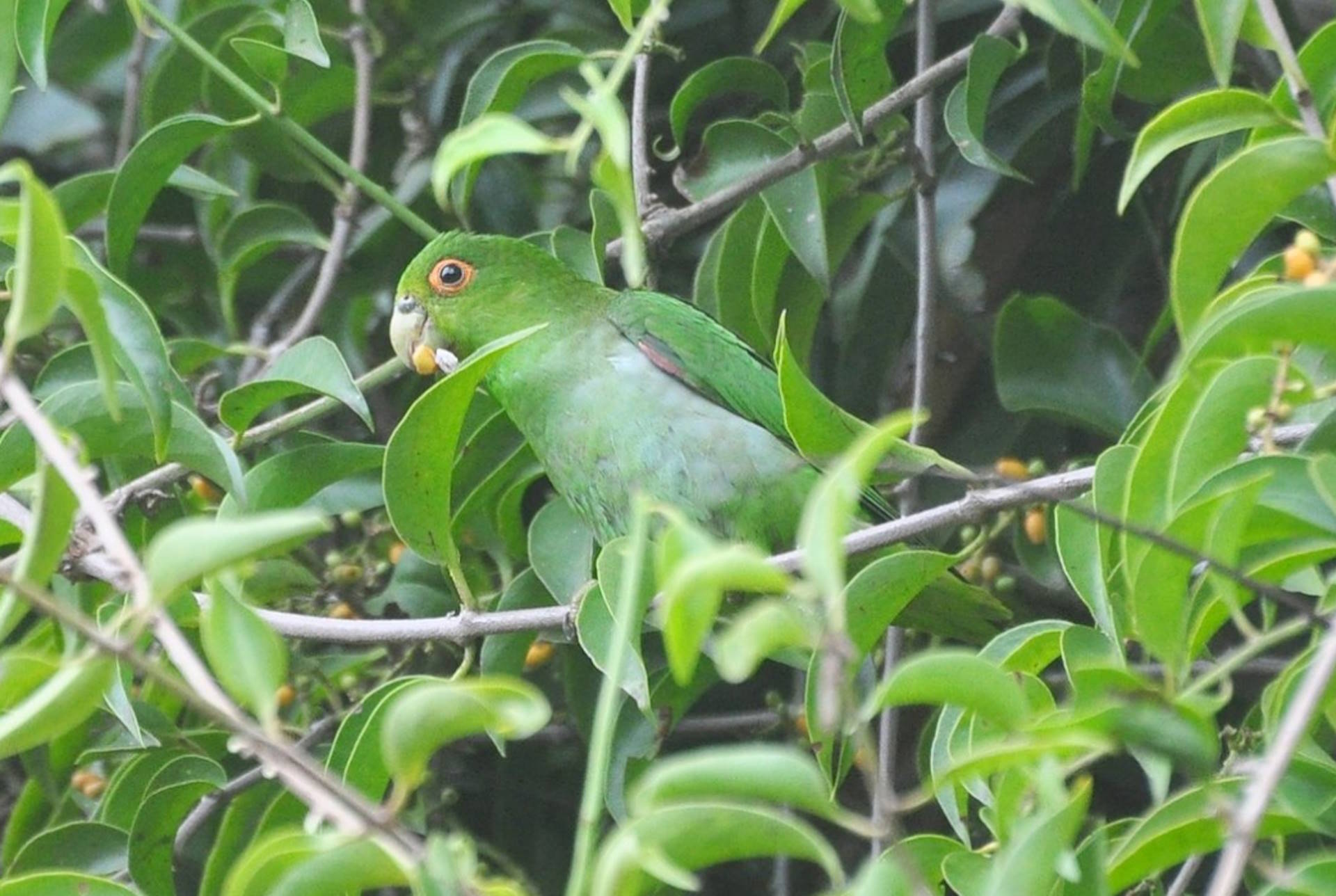 Ave rara da Mata Atlântica é fotografada pela primeira vez em Ilhabela