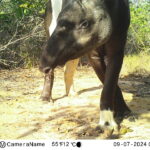 Cientistas registram primeiro caso de anta com anomalia de pigmentação