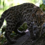Depois de 100 anos, ciência identifica nova espécie de felino na Bolívia