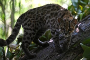 Depois de 100 anos, ciência identifica nova espécie de felino na Bolívia