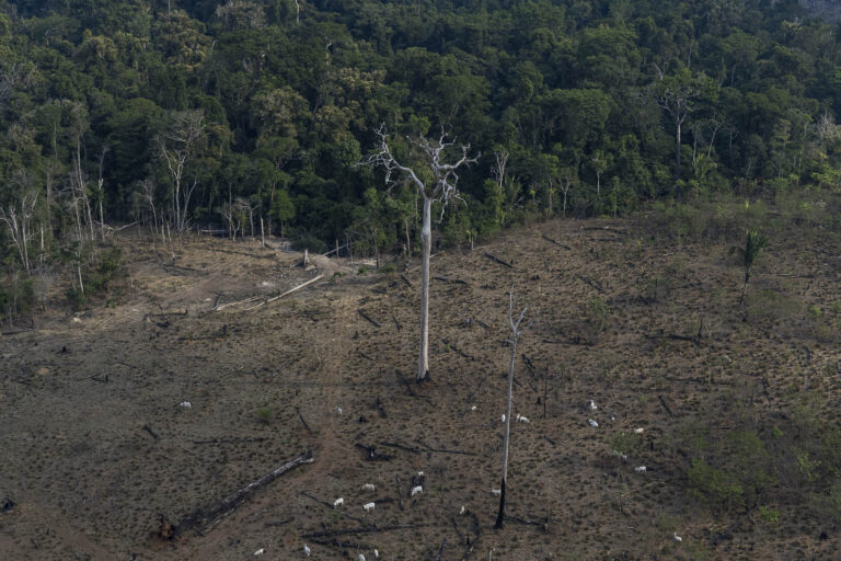 Desmatamento e um futuro perigoso em Lábrea - 2: desmatamento na Amazônia e no foco de Lábrea