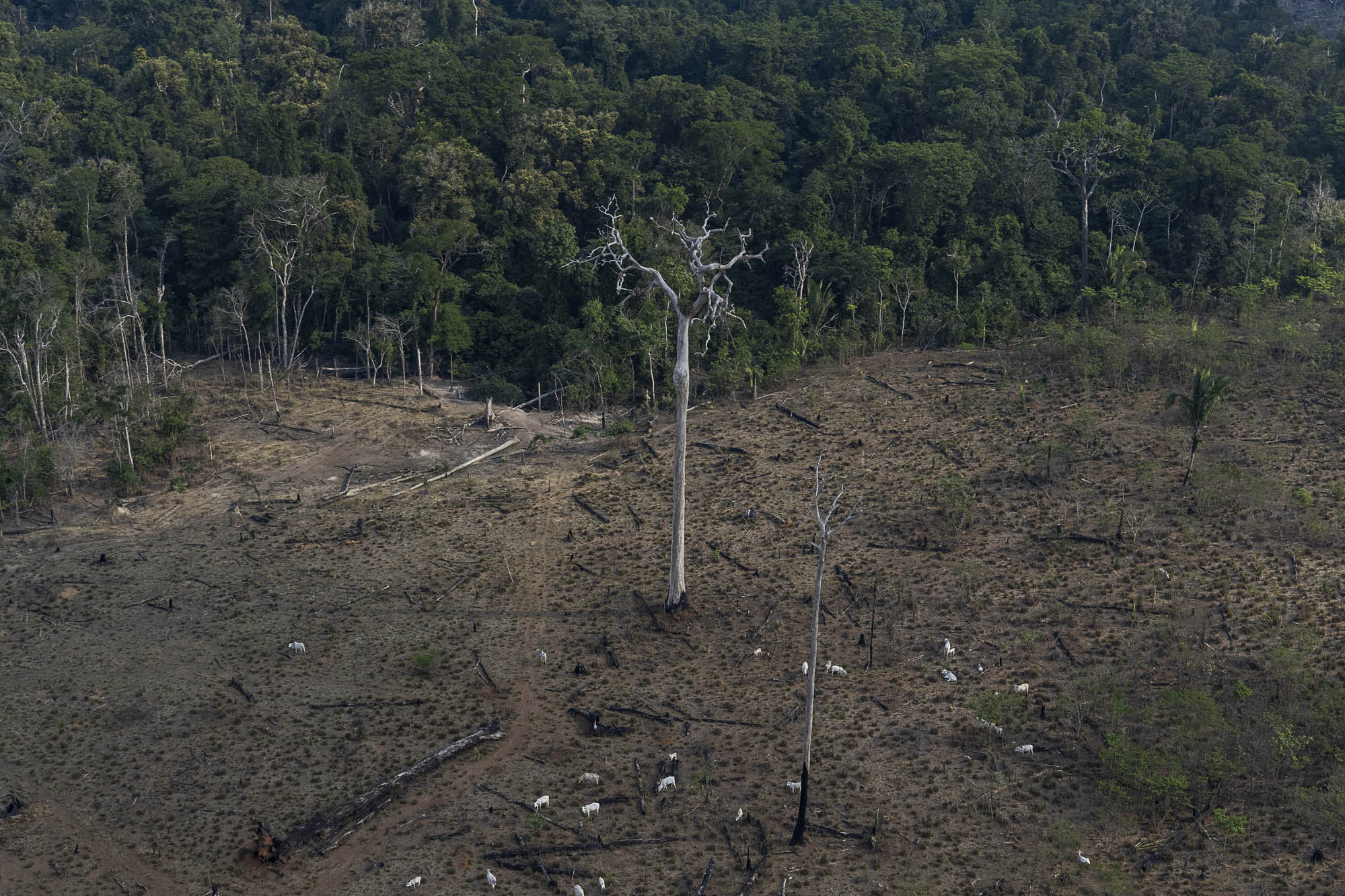 Desmatamento e um futuro perigoso em Lábrea – 2: desmatamento na Amazônia e no foco de Lábrea