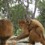 Esforços para proteger macaco-prego-galego mobilizam município em Alagoas