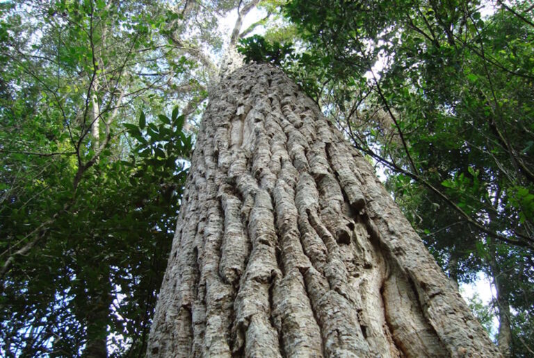 Estudo revela  impacto da poluição do ar nas árvores da Mata Atlântica paulista