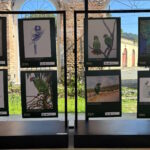 Exposição reúne artistas de nove países em defesa de espécies ameaçadas da Mata Atlântica