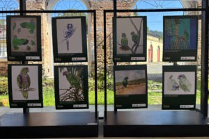 Exposição reúne artistas de nove países em defesa de espécies ameaçadas da Mata Atlântica