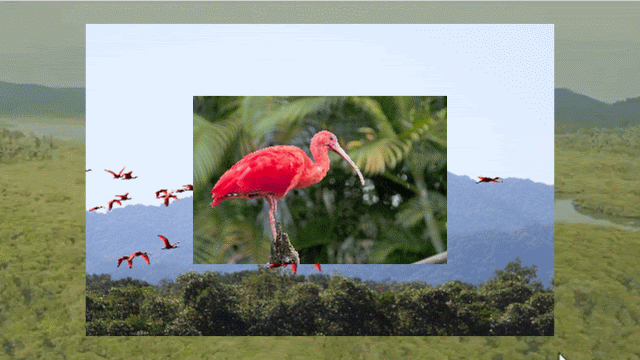 Guarás do Recôncavo revelam a importância dos manguezais