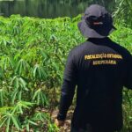 Meta de rastreabilidade do Pará exige que cada agente identifique mais de 60 bois por dia