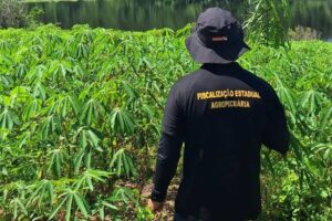 Meta de rastreabilidade do Pará exige que cada agente identifique mais de 60 bois por dia