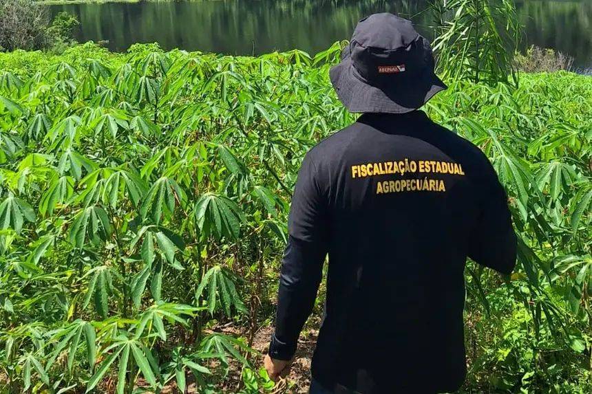Meta de rastreabilidade do Pará exige que cada agente identifique mais de 60 bois por dia