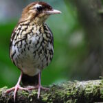 Nova espécie de ave é identificada na Serra de Baturité, no Ceará
