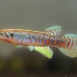 Peixe das nuvens é descoberto em rio amazônico rodeado por ameaças