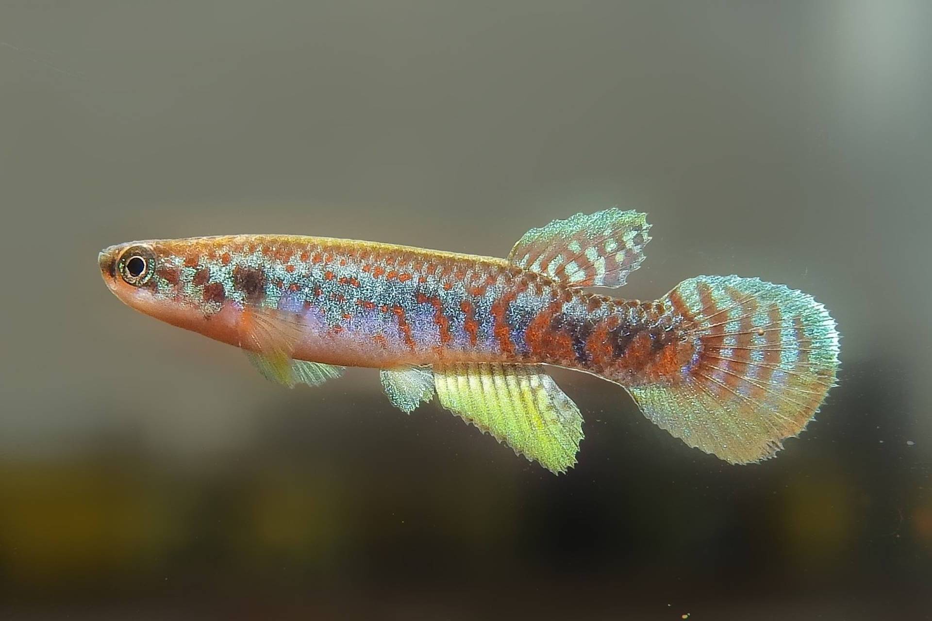 Peixe das nuvens é descoberto em rio amazônico rodeado por ameaças
