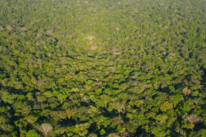 Por que conscientizar as crianças sobre a preservação da Amazônia?