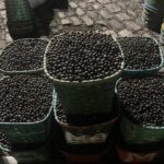 Açaí manejado: produto da extração vegetal ou cultivo agrícola?
