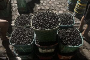 Açaí manejado: produto da extração vegetal ou cultivo agrícola?