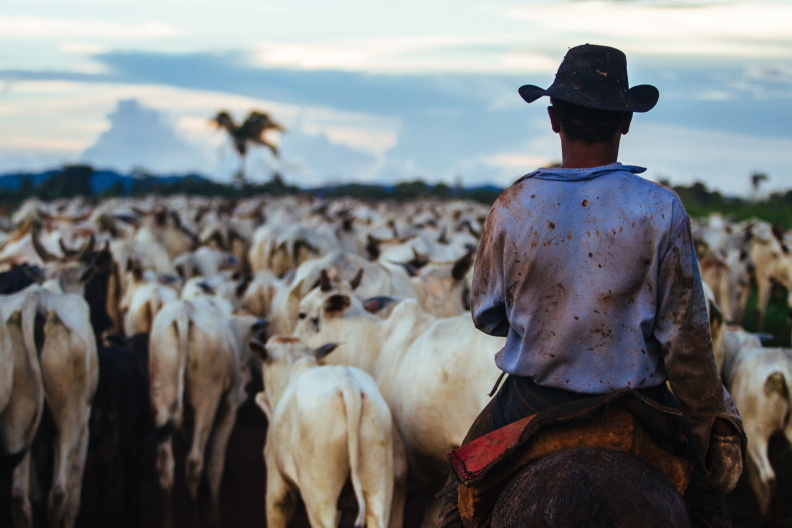 Agricultura familiar do PA mira além da rastreabilidade e dá fôlego à Pecuária Sustentável