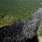 Bolsonaro abriu caminho para o crime organizado dominar territórios da Amazônia