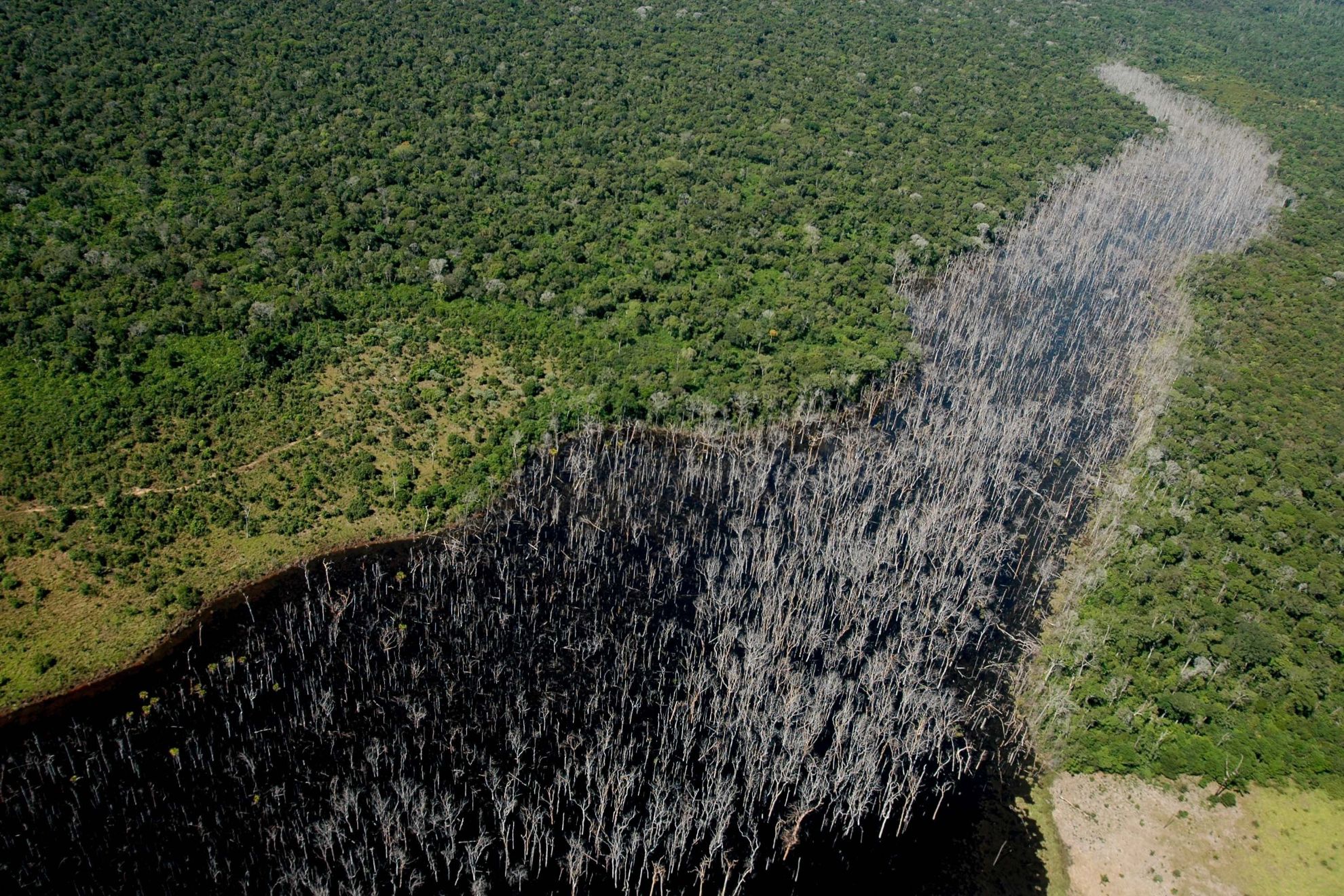Bolsonaro abriu caminho para o crime organizado dominar territórios da Amazônia