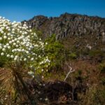 Conservação da Serra dos Pireneus, Goiás, é fortalecida com mosaico inédito de RPPNs