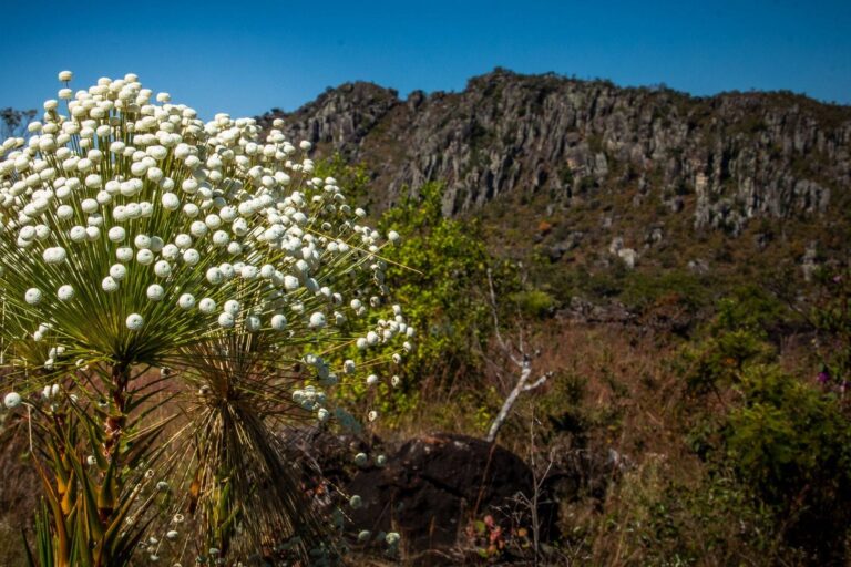 Conservação da Serra dos Pireneus, Goiás, é fortalecida com mosaico inédito de RPPNs