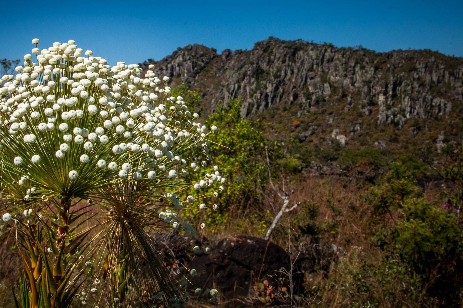 Conservação da Serra dos Pireneus, Goiás, é fortalecida com mosaico inédito de RPPNs