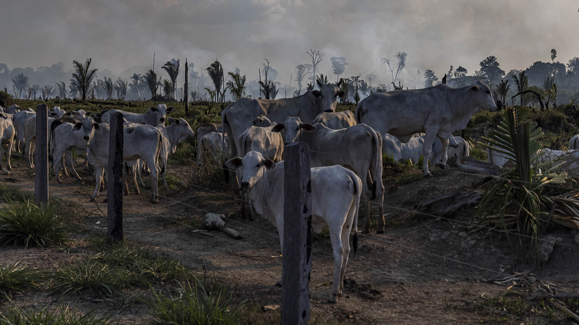 Desmatamento e um futuro perigoso em Lábrea – 7: resultados sobre a trajetória final do desmatamento