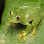 Nova espécie de perereca-de-vidro é descoberta no coração do Cerrado