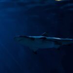 Populações de vertebrados reduziram 95% na América Latina e no Caribe