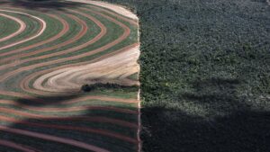 Produtos da floresta valem 20 vezes menos que agrícolas