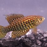 Recém-descobertos e já ameaçados: cientistas descrevem três espécies de peixes