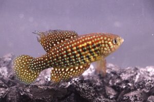 Recém-descobertos e já ameaçados: cientistas descrevem três espécies de peixes