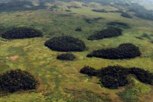 Vegetação interrompida: levantamento mostra avanço da fragmentação de habitats no Brasil