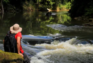 Banho de floresta: prática propõe aproximação do homem com a natureza