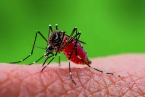 Espécies invasoras geram prejuízos anuais superiores a US$ 423 bilhões