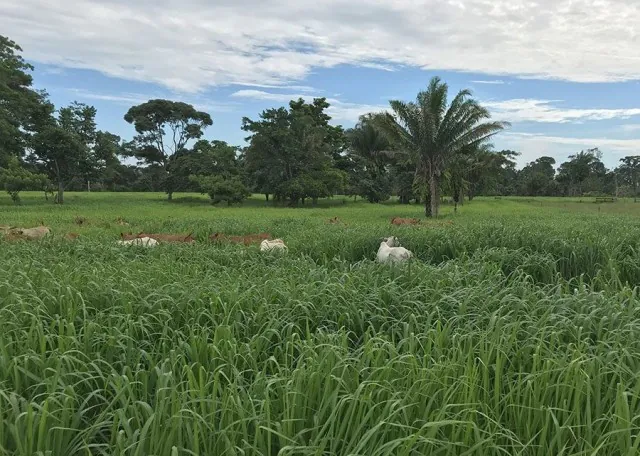 Plantio direto a lanço é usado no Acre em substituição ao plantio mecanizado