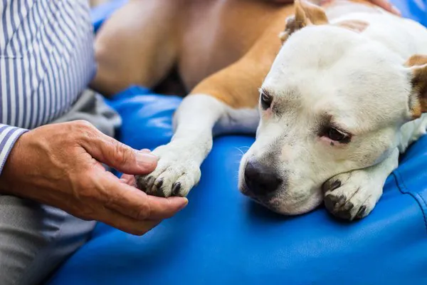 Sinais de demência para cachorros podem ser mais fáceis de ver do que imaginamos
