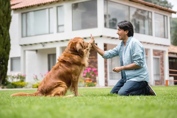 Cães preferem receber comida do que brinquedos, diz estudo