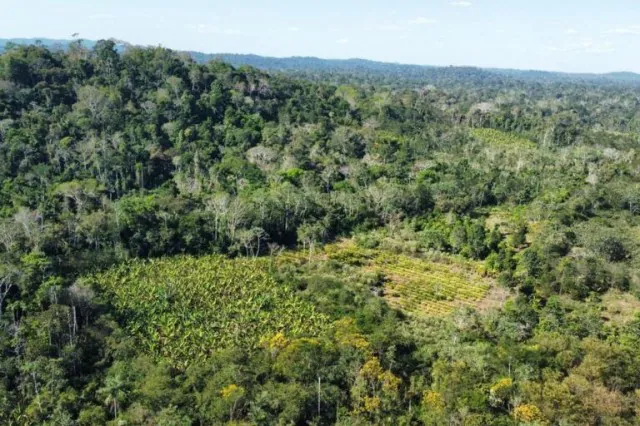 Indígenas Paiter Suruí transformam cafezais dos invasores em café amazônico de qualidade