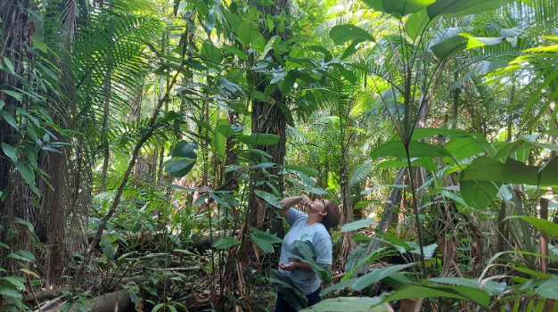 Miriti: palmeira da Amazônia tem diversas utilidades, desde a criação de brinquedos a isolamento térmico