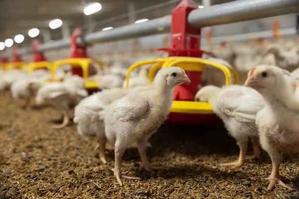 5 coisas que você não sabia sobre a indústria alimentícia