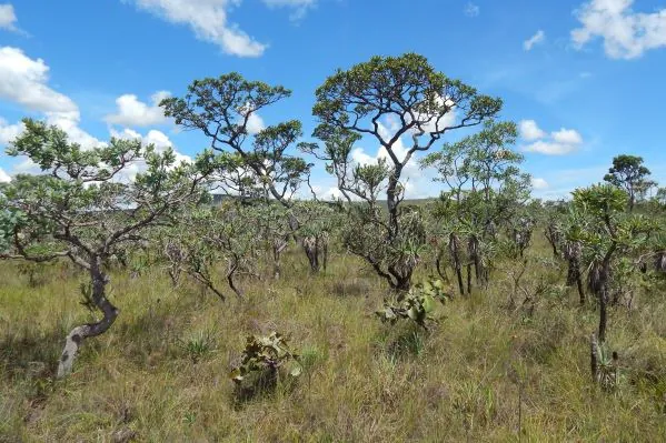 Estudo mapeia desafios e aponta diretrizes para a restauração do Cerrado