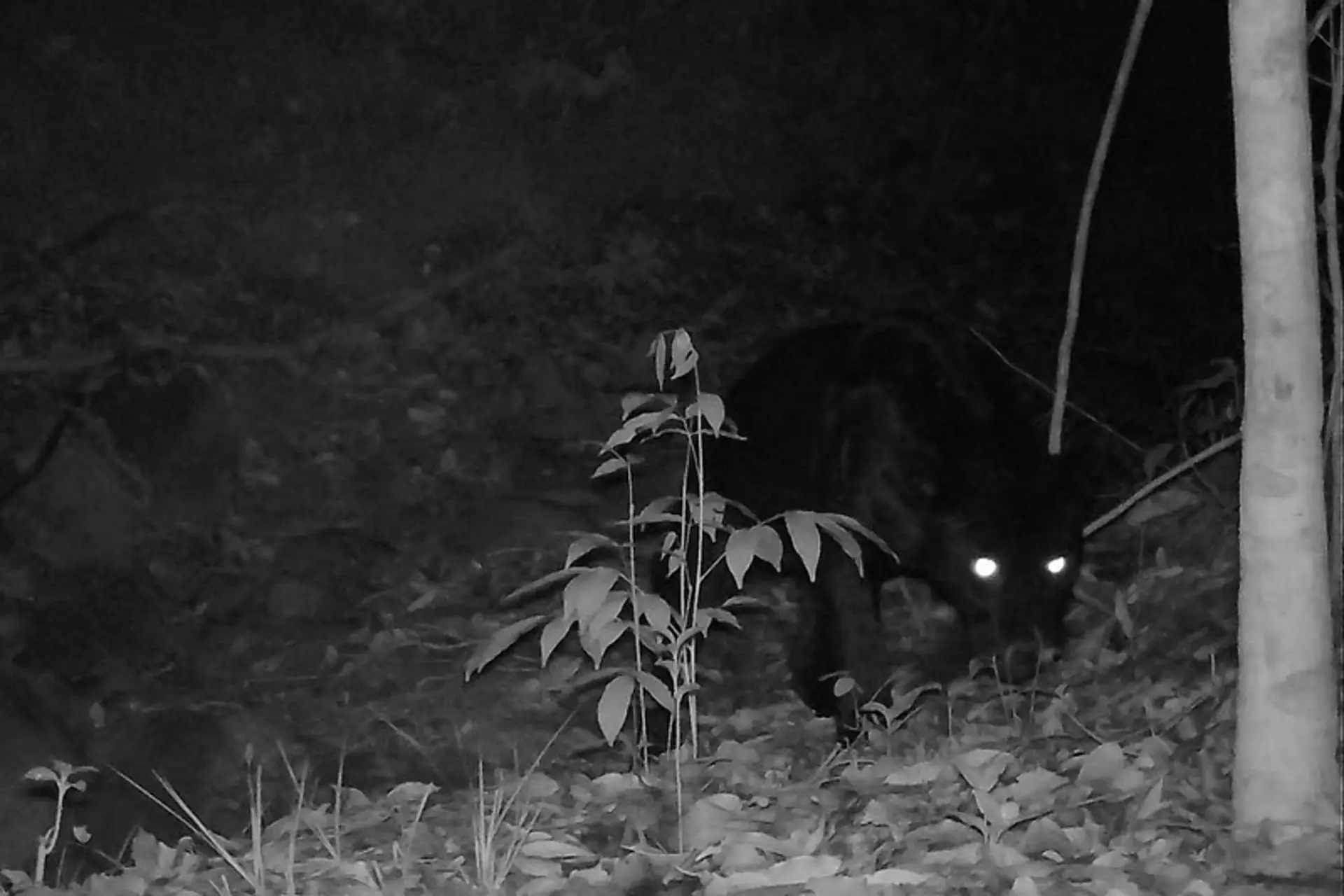 Pantera Negra é fotografada em reserva, em Minas Gerais