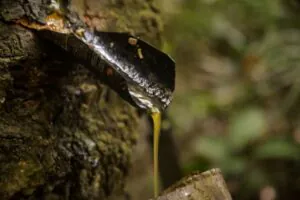 Quilombolas de Oriximiná recebem auditoria para garantir certificação orgânica da copaíba